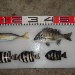 のとじま臨海公園海づりセンター 釣果