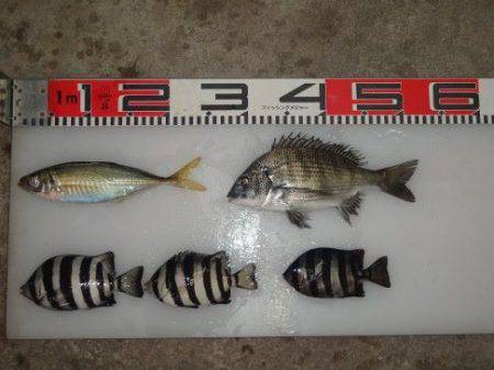 のとじま臨海公園海づりセンター 釣果