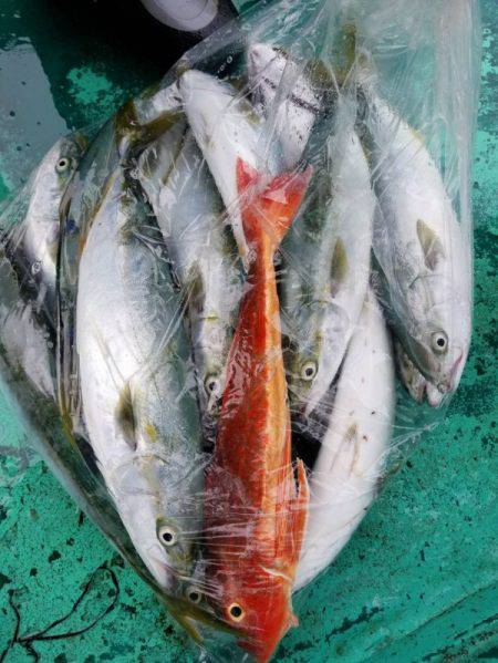 第三隆栄丸 釣果