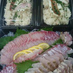 リトルワン 釣果