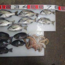 のとじま臨海公園海づりセンター 釣果