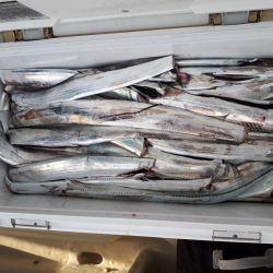 釣り船くわだ 釣果