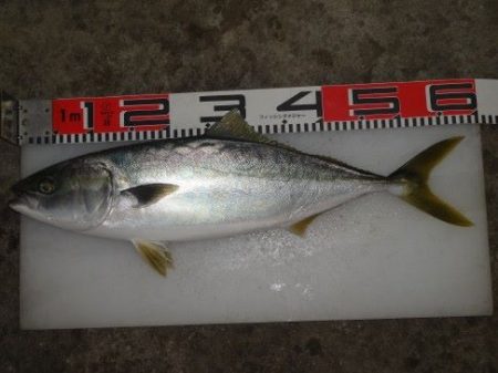 のとじま臨海公園海づりセンター 釣果