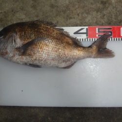 のとじま臨海公園海づりセンター 釣果