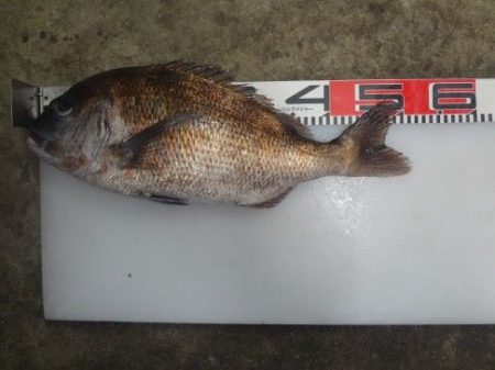 のとじま臨海公園海づりセンター 釣果