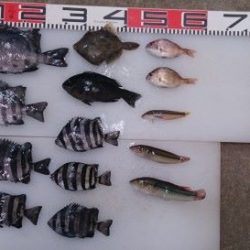 のとじま臨海公園海づりセンター 釣果