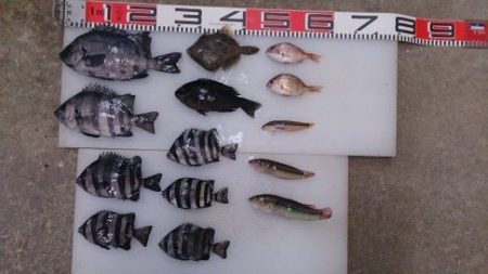 のとじま臨海公園海づりセンター 釣果