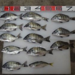 のとじま臨海公園海づりセンター 釣果