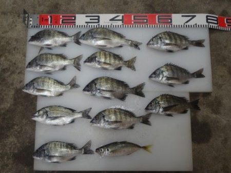 のとじま臨海公園海づりセンター 釣果