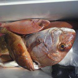 遊漁船 新鋭丸 釣果