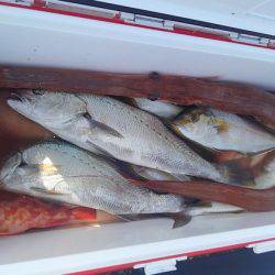 遊漁船 新鋭丸 釣果