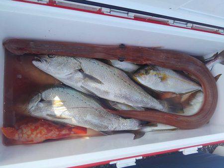 遊漁船 新鋭丸 釣果