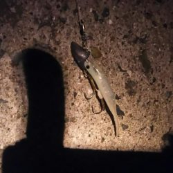 風が強かったですが、牙族は居ました