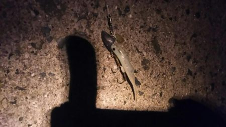 風が強かったですが、牙族は居ました