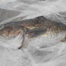 こうゆう丸 釣果