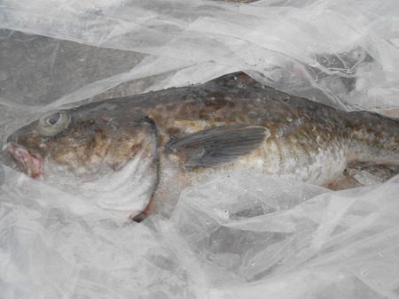 こうゆう丸 釣果