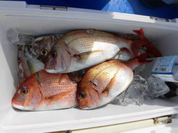 鯛紅丸 釣果