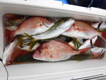 鯛紅丸 釣果