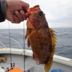 鯛紅丸 釣果