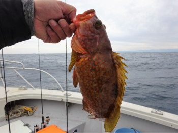 鯛紅丸 釣果