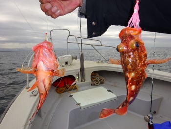 鯛紅丸 釣果