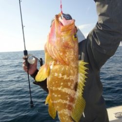 鯛紅丸 釣果