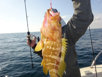 鯛紅丸 釣果