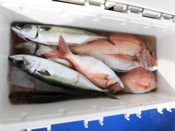 鯛紅丸 釣果