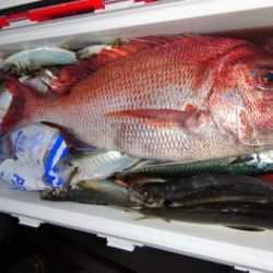 鯛紅丸 釣果