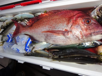 鯛紅丸 釣果
