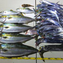 Hit Rush(ヒット ラッシュ) 釣果