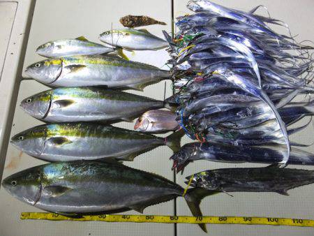 Hit Rush(ヒット ラッシュ) 釣果