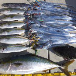 Hit Rush(ヒット ラッシュ) 釣果