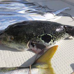 Hit Rush(ヒット ラッシュ) 釣果