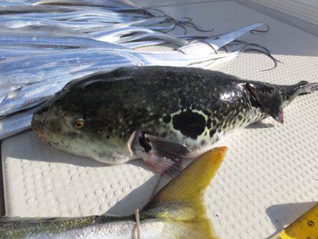 Hit Rush(ヒット ラッシュ) 釣果