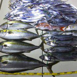 Hit Rush(ヒット ラッシュ) 釣果