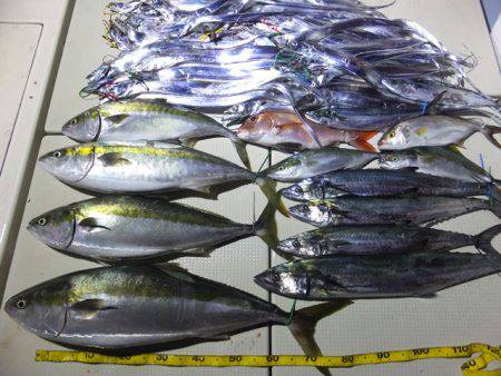 Hit Rush(ヒット ラッシュ） 釣果…