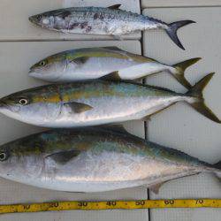 Hit Rush(ヒット ラッシュ） 釣果