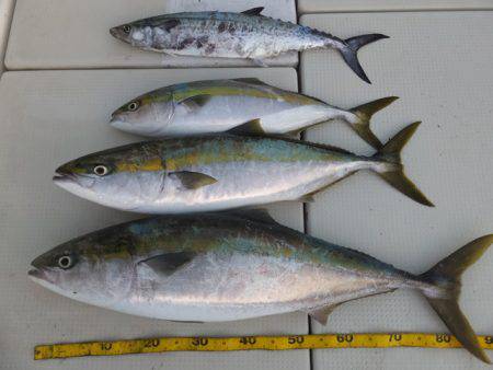 Hit Rush(ヒット ラッシュ） 釣果…