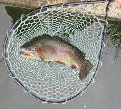 会津大川（会津非出資漁業協同組合） 釣果