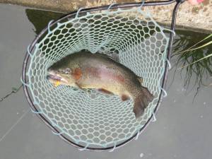 会津大川（会津非出資漁業協同組合） 釣果