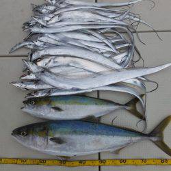 Hit Rush(ヒット ラッシュ) 釣果