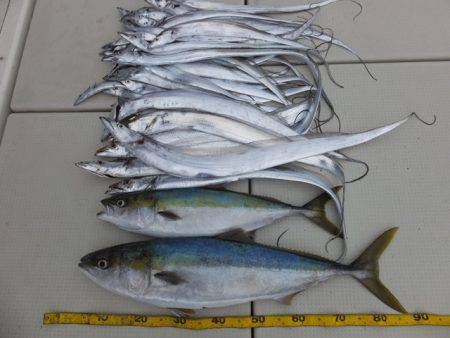 Hit Rush(ヒット ラッシュ) 釣果