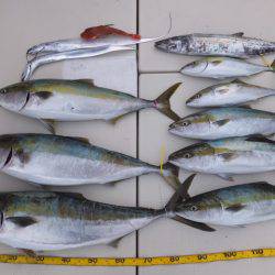 Hit Rush(ヒット ラッシュ) 釣果