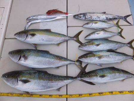 Hit Rush(ヒット ラッシュ) 釣果