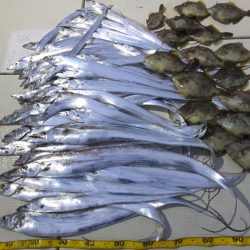 Hit Rush(ヒット ラッシュ） 釣果