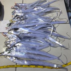 Hit Rush(ヒット ラッシュ） 釣果