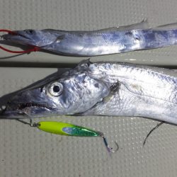 Hit Rush(ヒット ラッシュ) 釣果