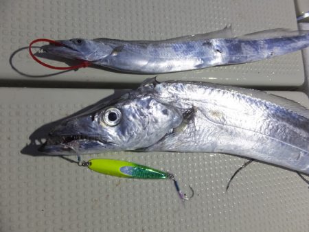 Hit Rush(ヒット ラッシュ) 釣果