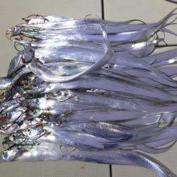 Hit Rush(ヒット ラッシュ) 釣果